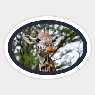 Cute Giraffe Sticker